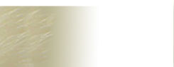 Allertpet Solution